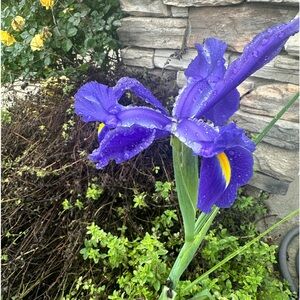 Meet your Posher, Cynthia